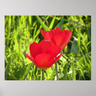 Tulips Print Poster