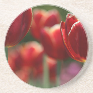 Tulips Sandstein Untersetzer