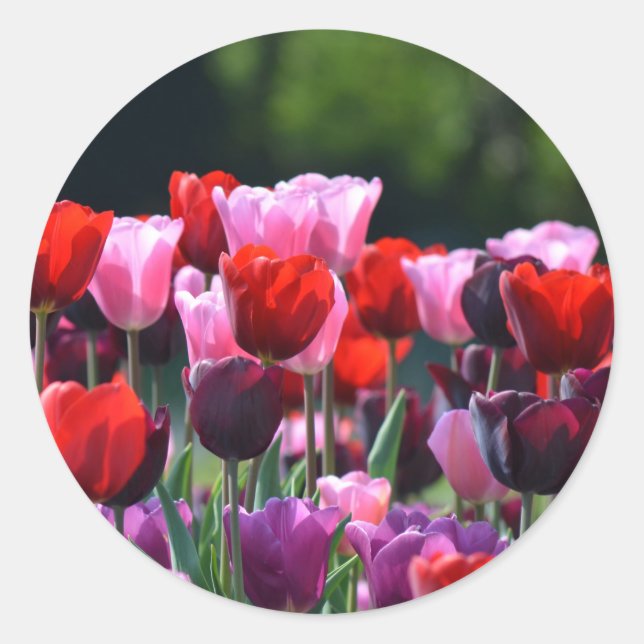 Tulips Stickers (Vorderseite)