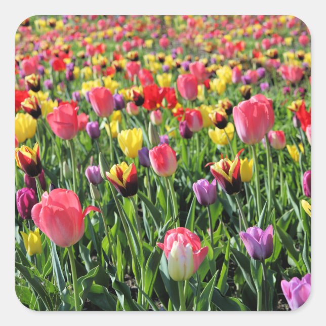 Tulips Stickers (Vorderseite)