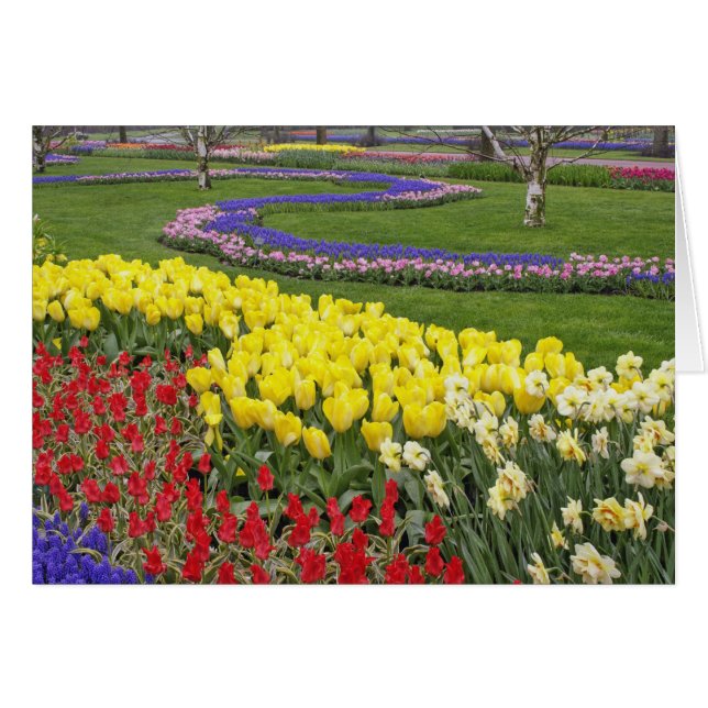 Tulips, Traubenblutinth und Affodilen, (Vorderseite (Horizontal))