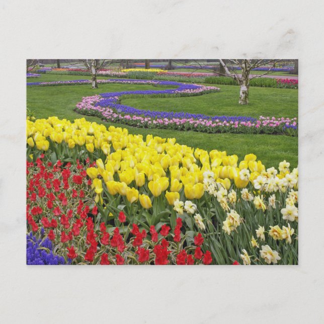 Tulips, Traubenblutinth und Affodilen, Postkarte (Vorderseite)