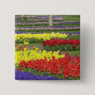 Tulips, Traubentrester und Affodils, 2 Button