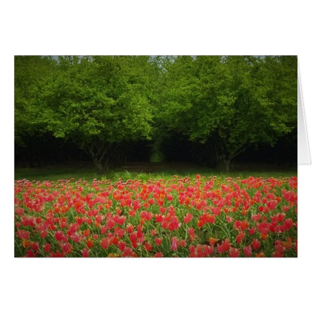 Tulips & Trees (Vorderseite (Horizontal))
