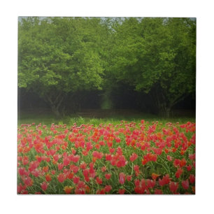 Tulips & Trees Fliese