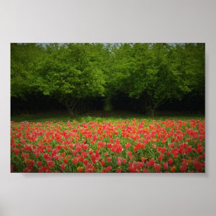 Tulips & Trees Poster