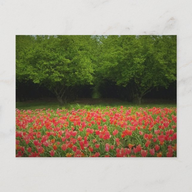 Tulips & Trees Postkarte (Vorderseite)