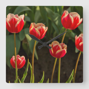 Tulips, Tulip Festival, Woodburn, Oregon, USA 1 Quadratische Wanduhr