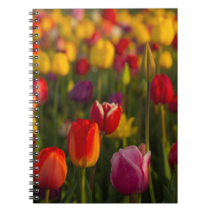 Tulips, Tulip Festival, Woodburn, Oregon, USA 2 Notizblock