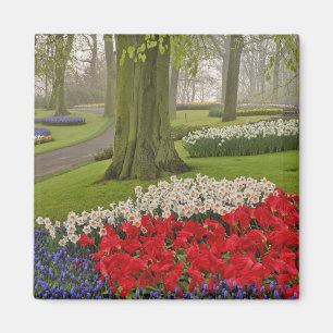 Tulips und Daffodils, Keukenhof Gardens, Magnet