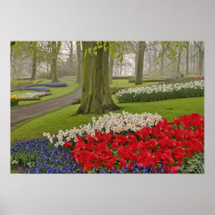 Tulips und Daffodils, Keukenhof Gardens, Poster