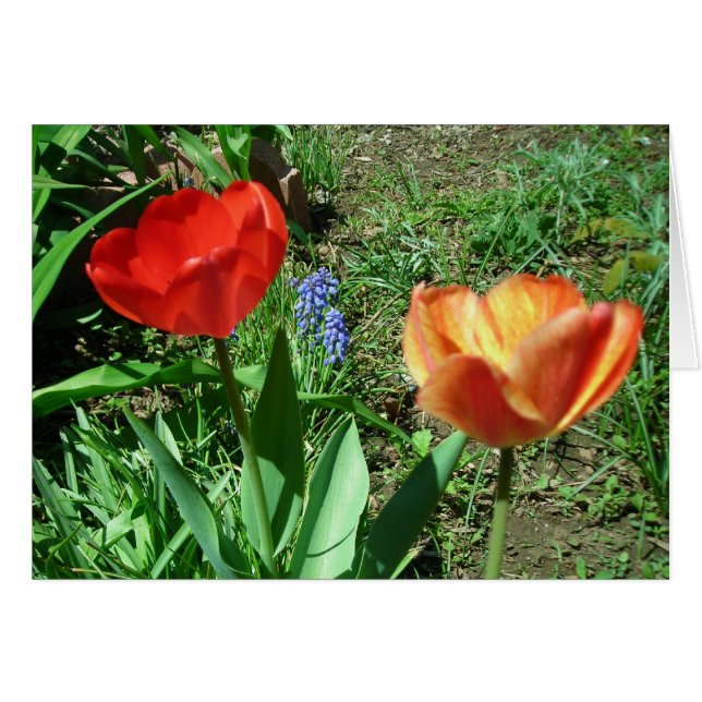 Tulips und Muscari (Vorderseite (Horizontal))