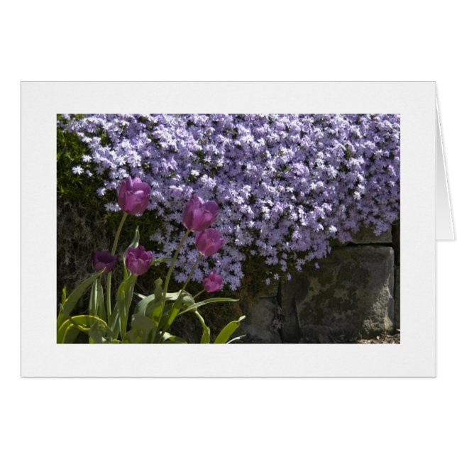Tulips und Phlox (Vorderseite (Horizontal))