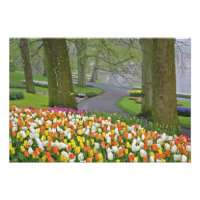 Tulips und Road, Keukenhof Gardens, Lisse,