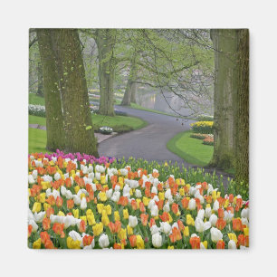 Tulips und Road, Keukenhof Gardens, Lisse, Magnet