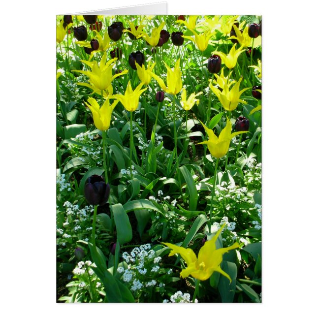 Tulips Vancouver (Vorne)