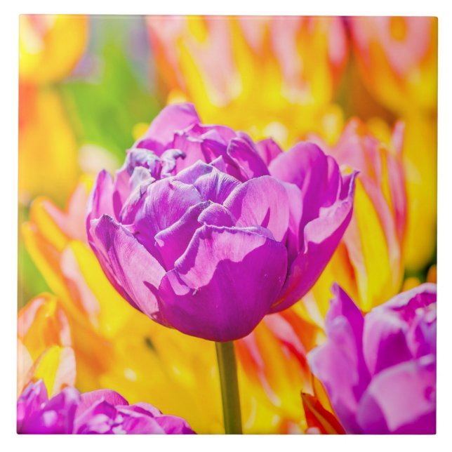 Tulips verzaubern 12 fliese (Vorderseite)