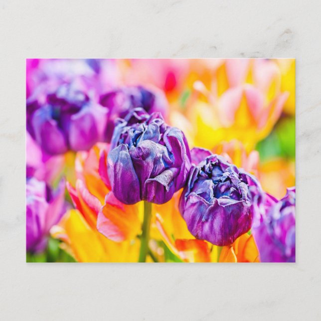Tulips verzaubern 14 postkarte (Vorderseite)