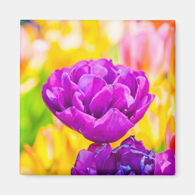 Tulips verzaubern 15 magnet (Vorne)