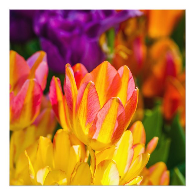 Tulips verzaubern 16 fotodruck (Vorne)