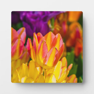 Tulips verzaubern 16 fotoplatte