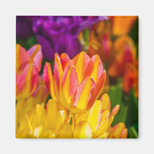 Tulips verzaubern 16 magnet