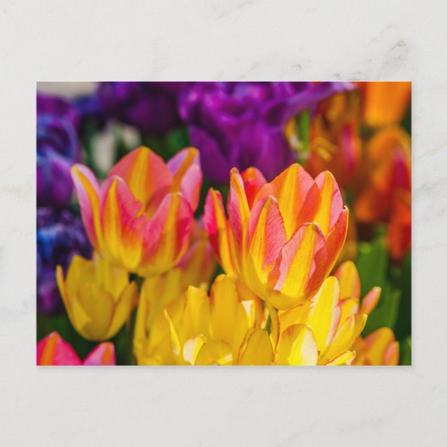 Tulips verzaubern 16 postkarte (Vorderseite)