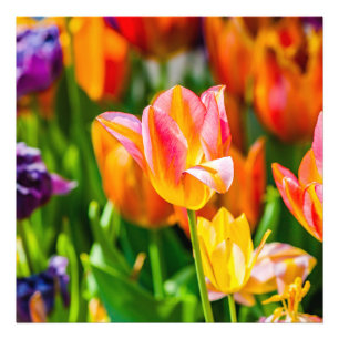 Tulips verzaubern 17 fotodruck