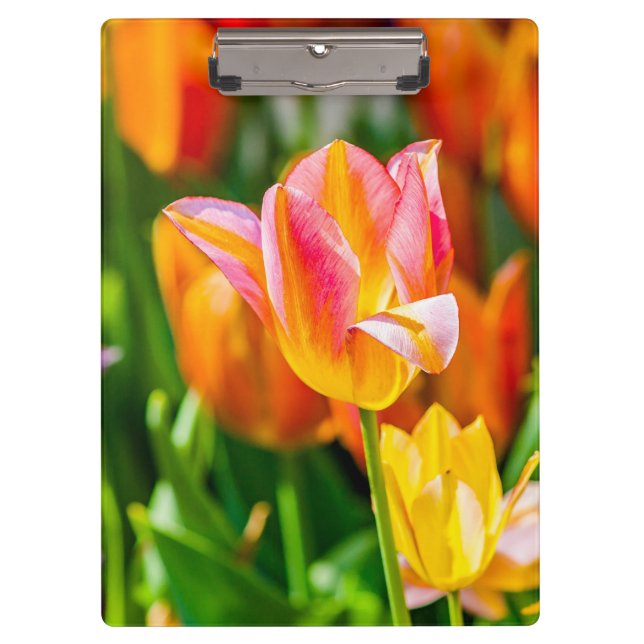 Tulips verzaubern 17 klemmbrett (Vorderseite)