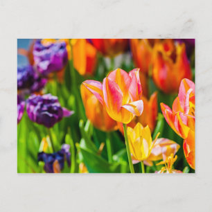 Tulips verzaubern 17 postkarte