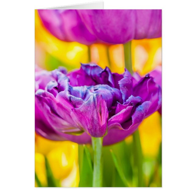 Tulips verzaubern Dunkelrosa (Vorne)