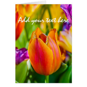 Tulips-Verzauberung