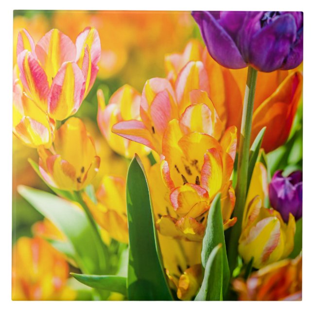Tulips Verzauberung 01 Fliese (Vorderseite)
