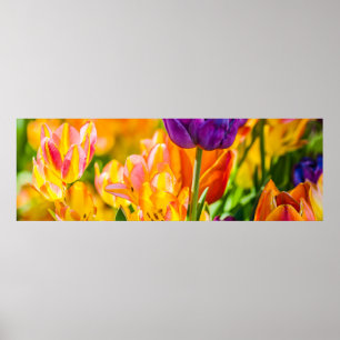 Tulips Verzauberung 01 Poster