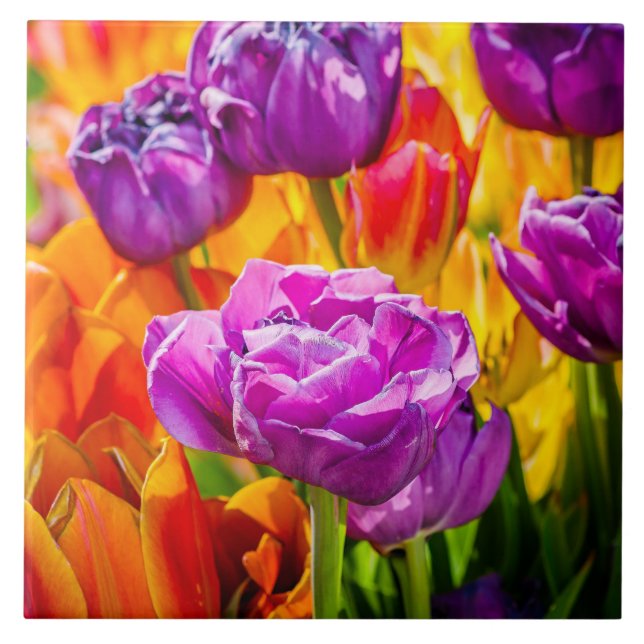 Tulips Verzauberung 12a Fliese (Vorderseite)