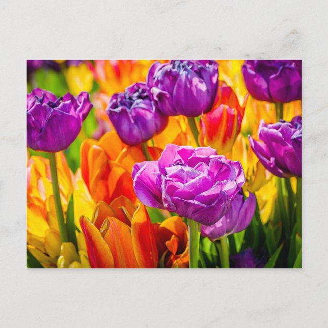 Tulips Verzauberung 12a Postkarte (Vorderseite)