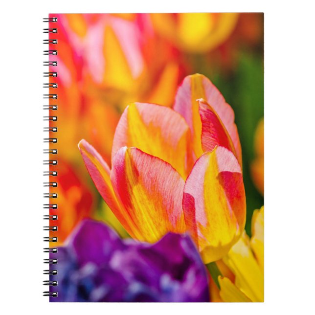 Tulips-Verzauberung Notizblock (Vorderseite)