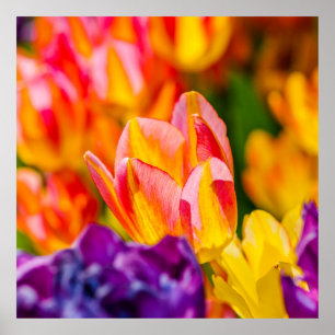 Tulips-Verzauberung Poster