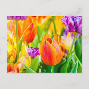 Tulips-Verzauberung Postkarte