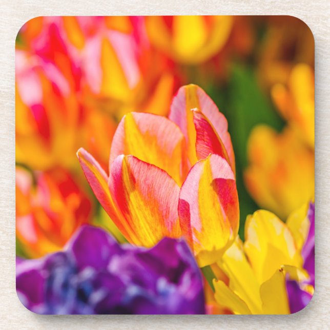 Tulips-Verzauberung Untersetzer (Vorderseite)