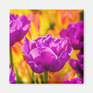 Tulips Verzauberung Violet Magnet