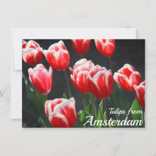 Tulips von Amsterdam Card