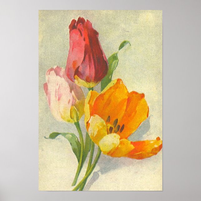 Tulips von Catherine Klein Poster (Vorne)
