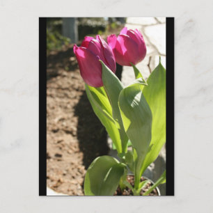 Tulips von Mutter Postkarte