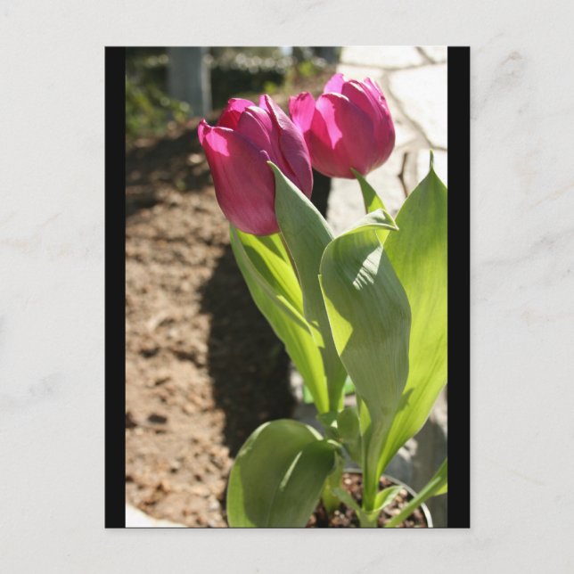 Tulips von Mutter Postkarte (Vorderseite)