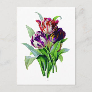 Tulips von Pierre Joseph Redoute Postkarte
