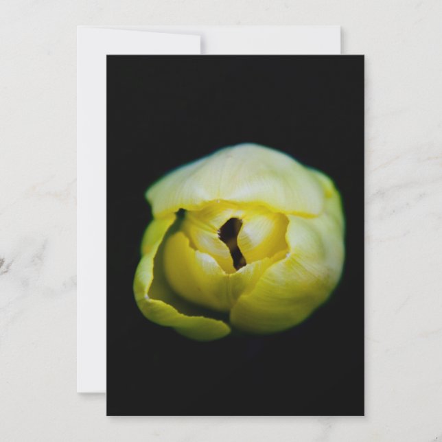 Tulpe (Vorderseite)