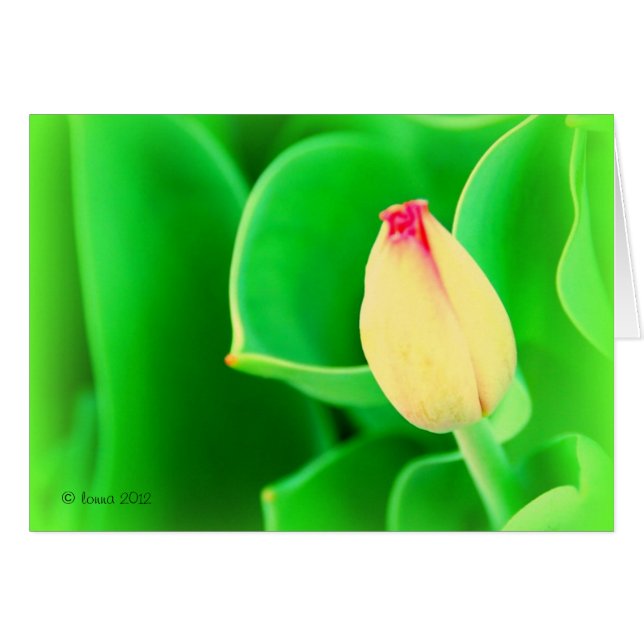 Tulpe (Vorderseite (Horizontal))