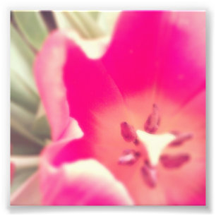 Tulpe-Anatomie Fotodruck