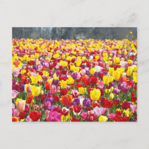 Tulpe-Blumenpostkarten Frühlings-Tulpen Postkarte